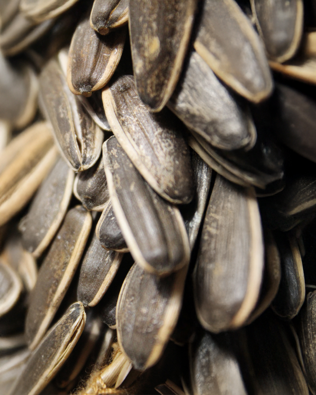 Ay Çekirdeği Tuzlu