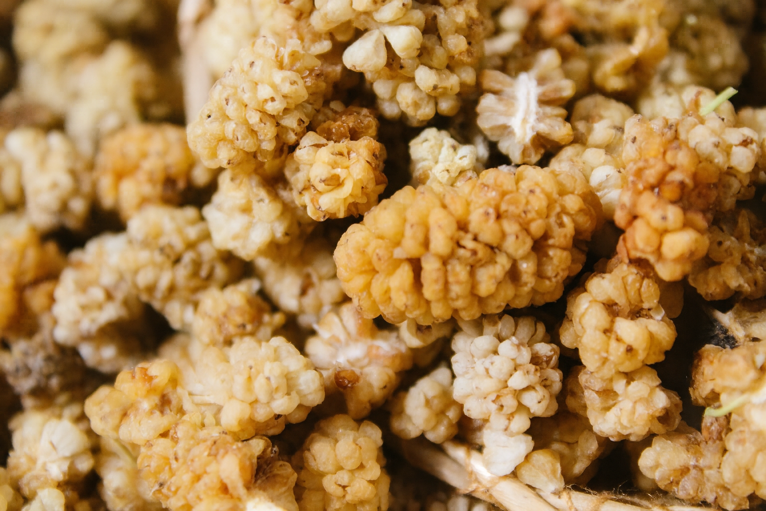 Dut Kurusu Çekirdeksiz